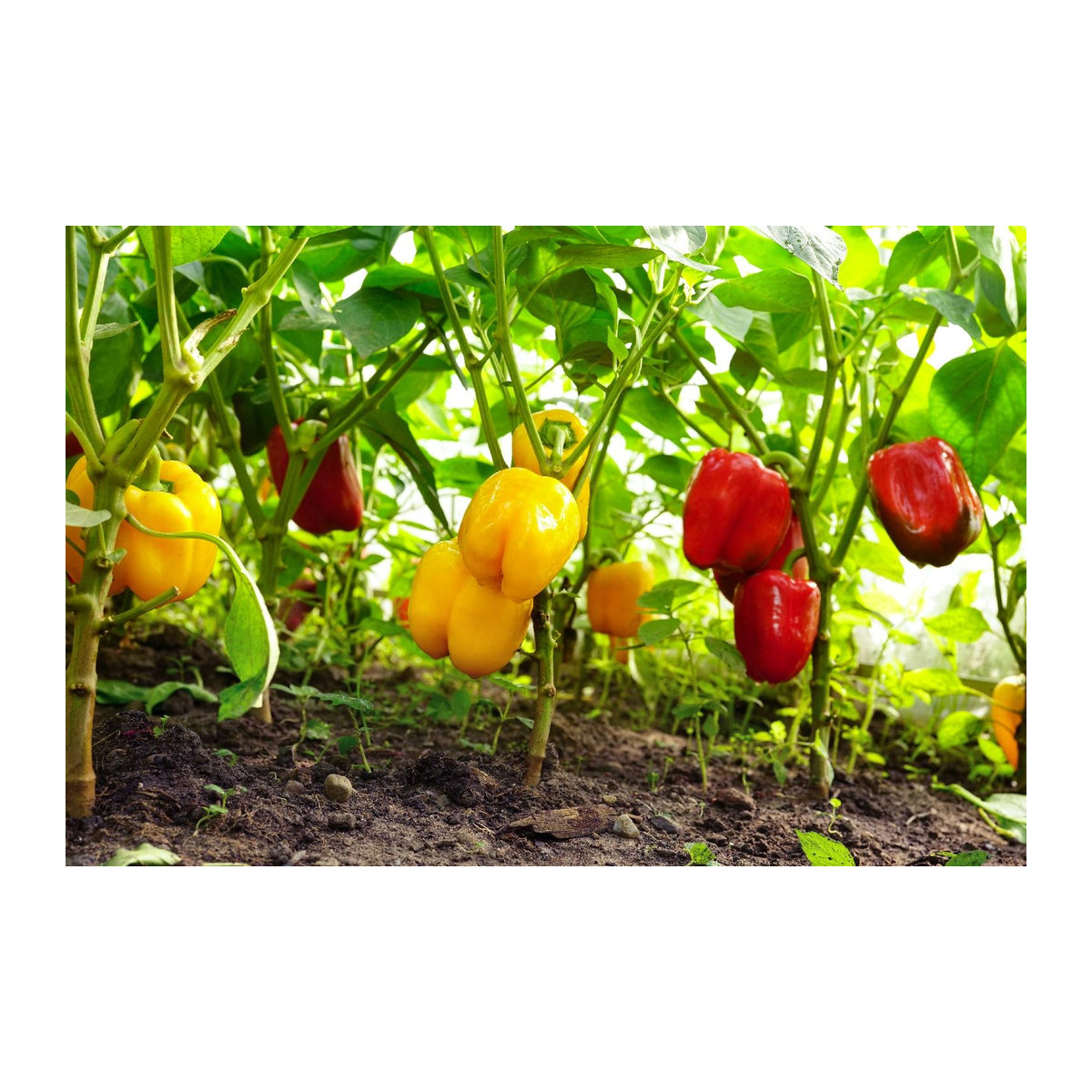 SAFLAX Bio Paprika California Wonder Red Capsicum annuum 20 Samen - Bild 4