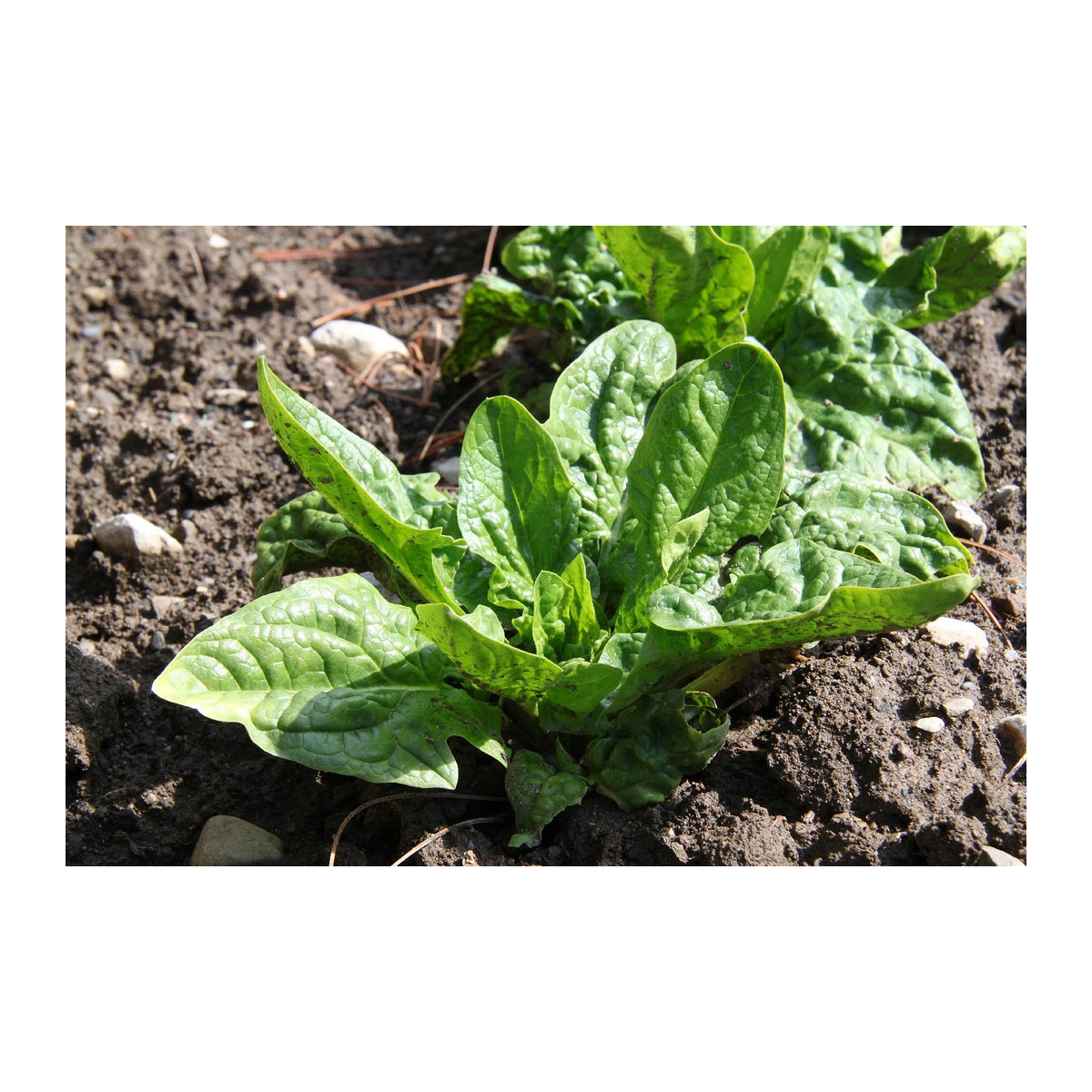 SAFLAX Bio Spinat Giant Winter Spinacia oleracea mit Topfsubstrat, 250 Samen - Bild 5
