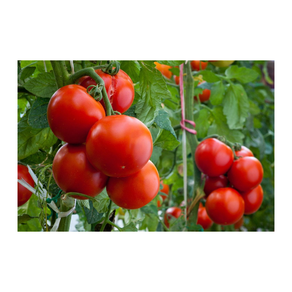 SAFLAX Bio Tomate Matina Solanum lycopersicum mit Topfsubstrat 10 Samen - Bild 3
