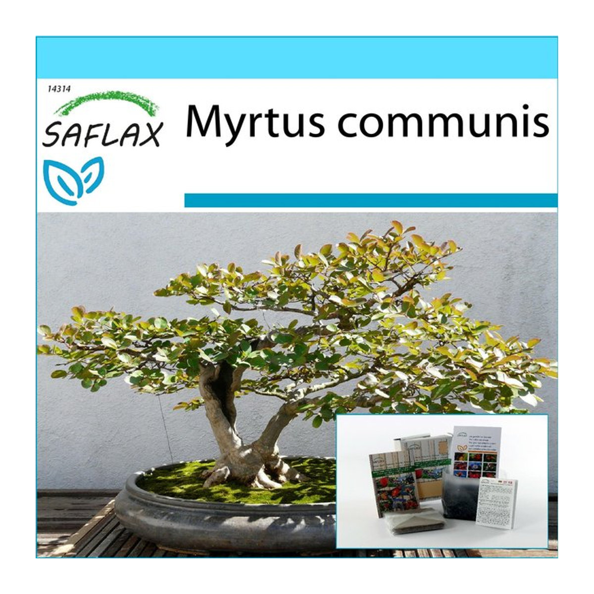 SAFLAX Bonsai Geschenkset mit 30 Samen der Echten Myrte Myrtus communis inklusive Blumenerde, Karte und Etikett in einer Geschenkbox - Bild 1