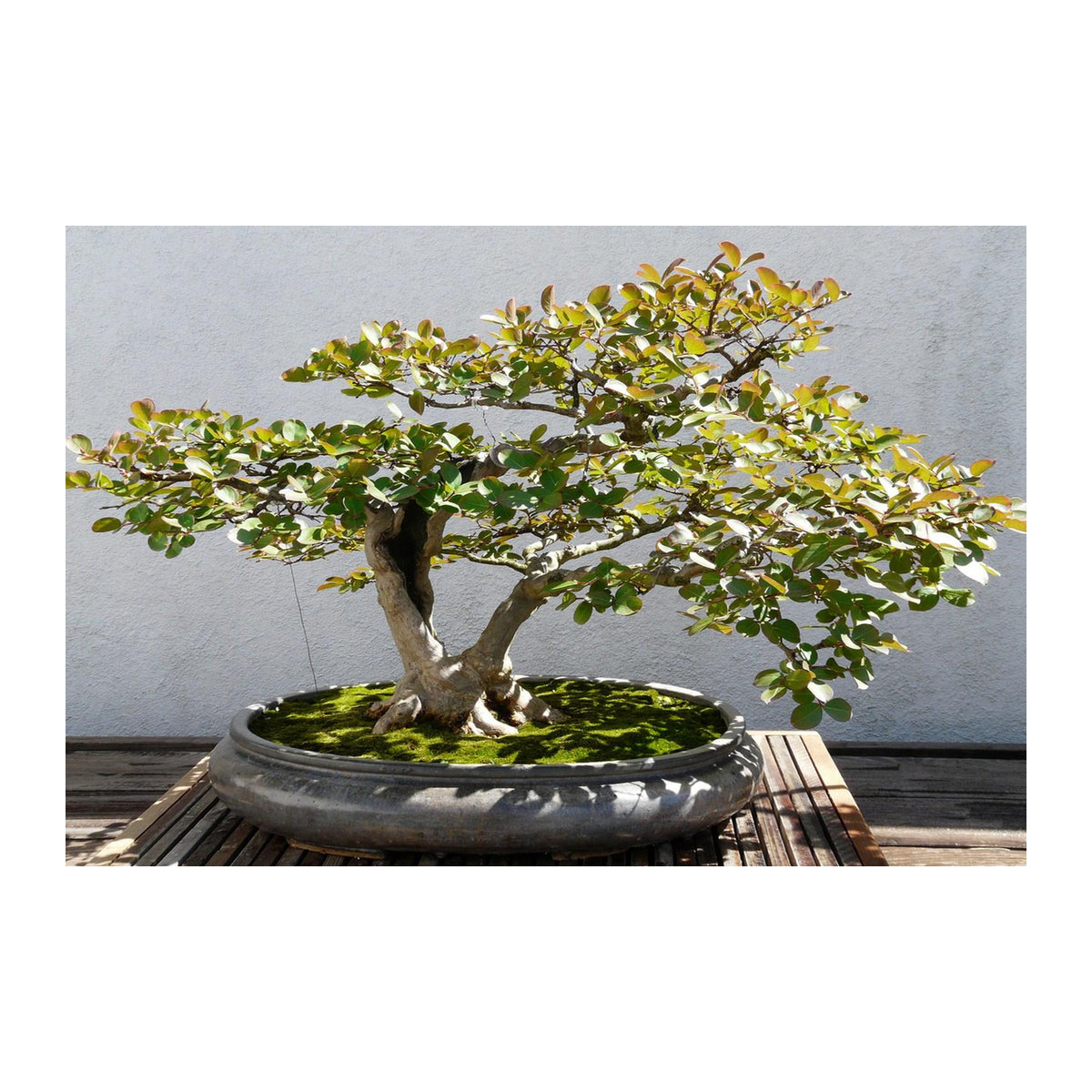 SAFLAX Bonsai Geschenkset mit 30 Samen der Echten Myrte Myrtus communis inklusive Blumenerde, Karte und Etikett in einer Geschenkbox - Bild 3