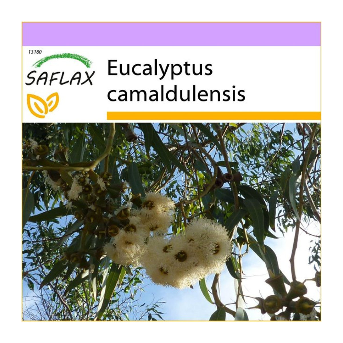 SAFLAX Eukalyptus Camaldulensis River Red Gum Samen 200 Stück - Bild 1