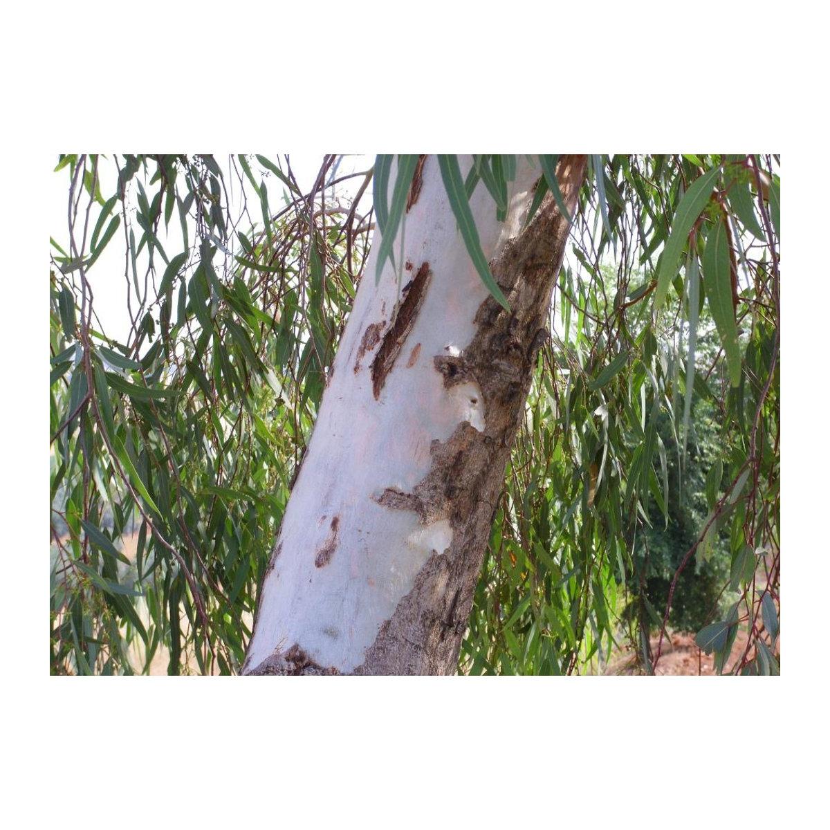 SAFLAX Eukalyptus Camaldulensis River Red Gum Samen 200 Stück - Bild 5