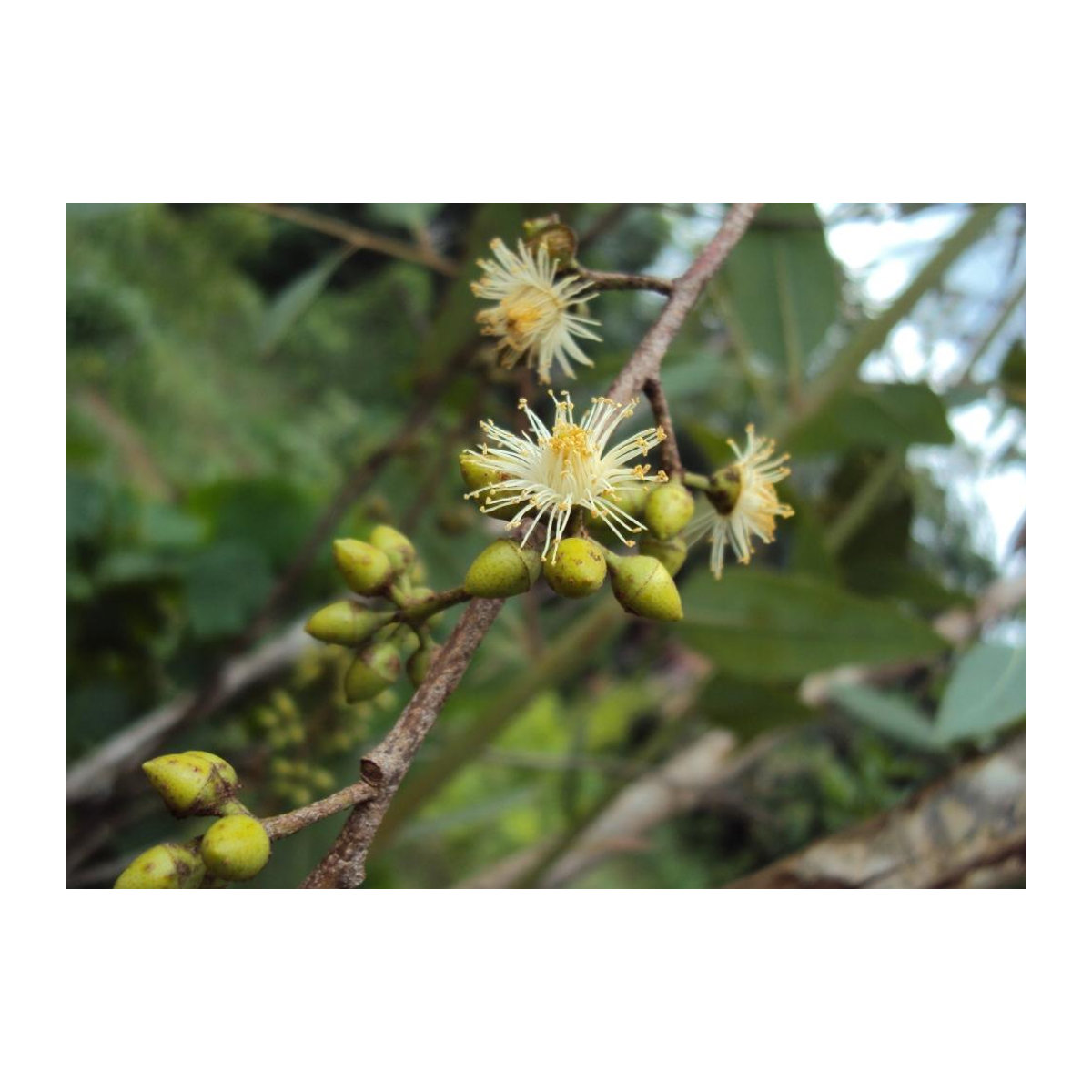 SAFLAX Eukalyptus Camaldulensis River Red Gum Samen 200 Stück - Bild 6