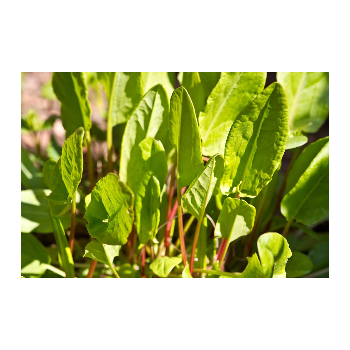 SAFLAX Garden in the Bag Bio Sauerampfer Rumex acetosa mit 400 Samen und Substrat im Standbodenbeutel - Bild 5