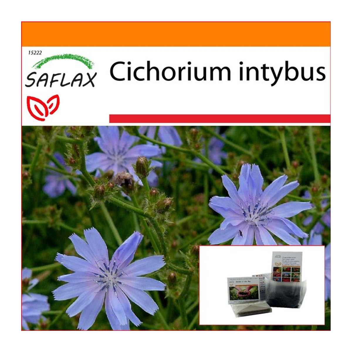 SAFLAX Garden in the Bag Chicorée Cichorium intybus mit Substrat im Standbodenbeutel, 250 Samen - Bild 1