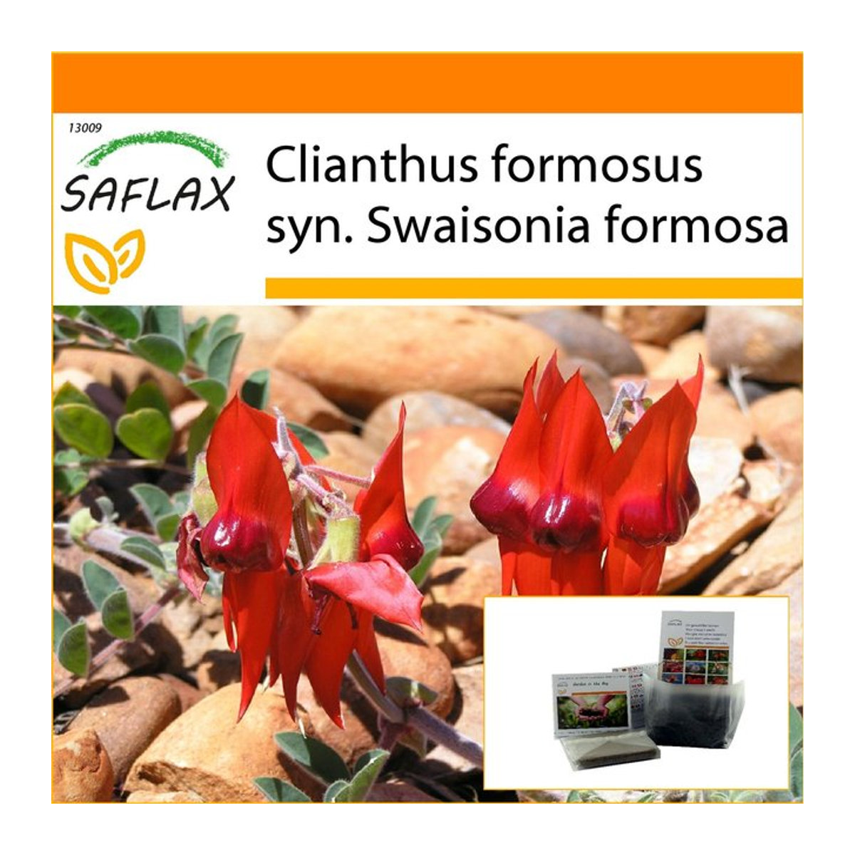 SAFLAX Garden in the Bag Clianthus formosus Sturt's Desert Pea - 20 Samen mit Substrat im Standbodenbeutel - Bild 1