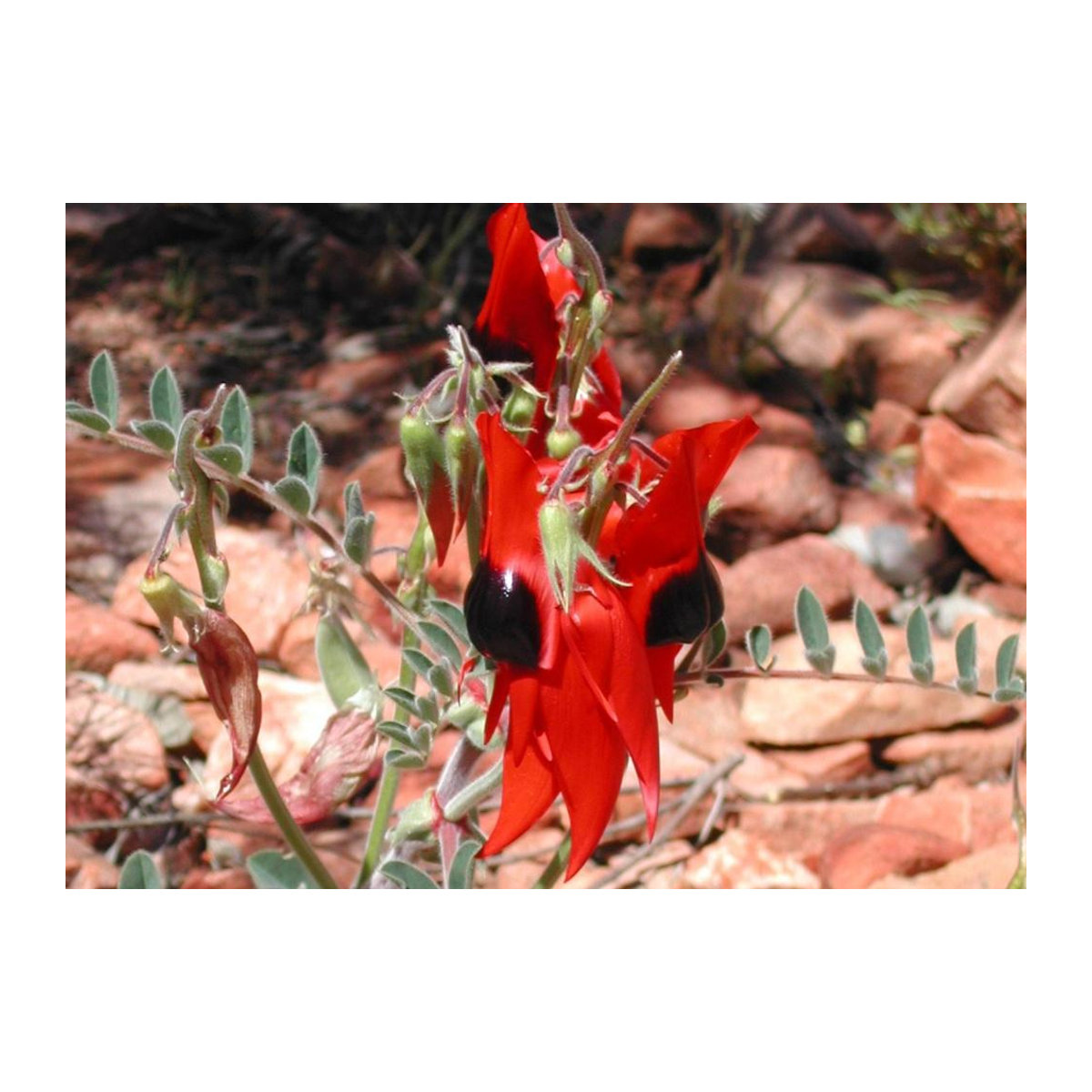 SAFLAX Garden in the Bag Clianthus formosus Sturt's Desert Pea - 20 Samen mit Substrat im Standbodenbeutel - Bild 2