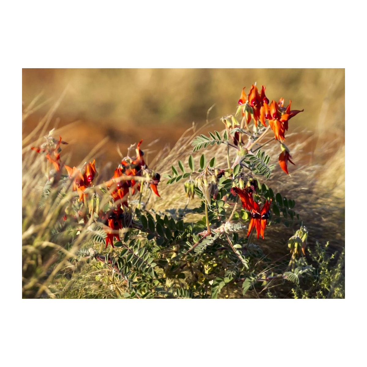 SAFLAX Garden in the Bag Clianthus formosus Sturt's Desert Pea - 20 Samen mit Substrat im Standbodenbeutel - Bild 6