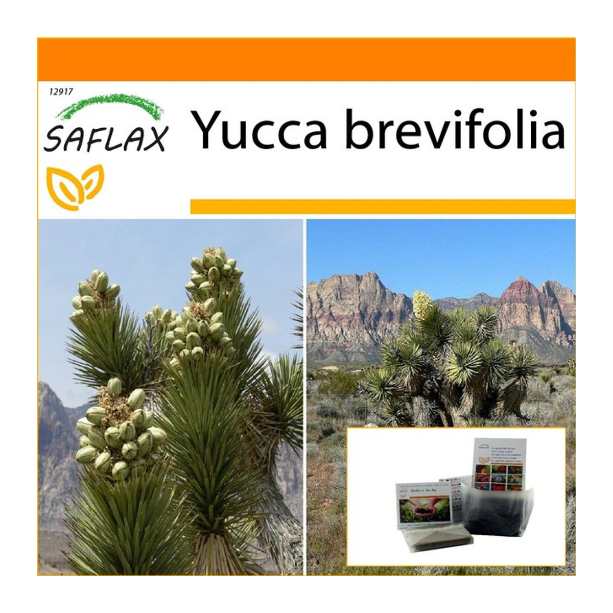 SAFLAX Garden in the Bag Joshua Tree Yucca brevifolia Set mit 10 Samen und Substrat im Standbodenbeutel - Bild 1