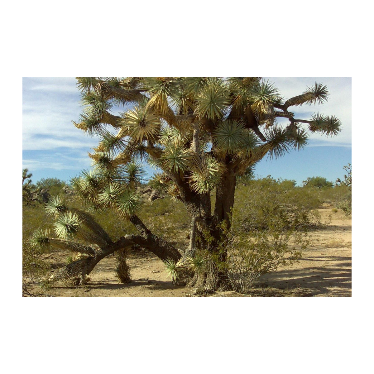 SAFLAX Garden in the Bag Joshua Tree Yucca brevifolia Set mit 10 Samen und Substrat im Standbodenbeutel - Bild 5