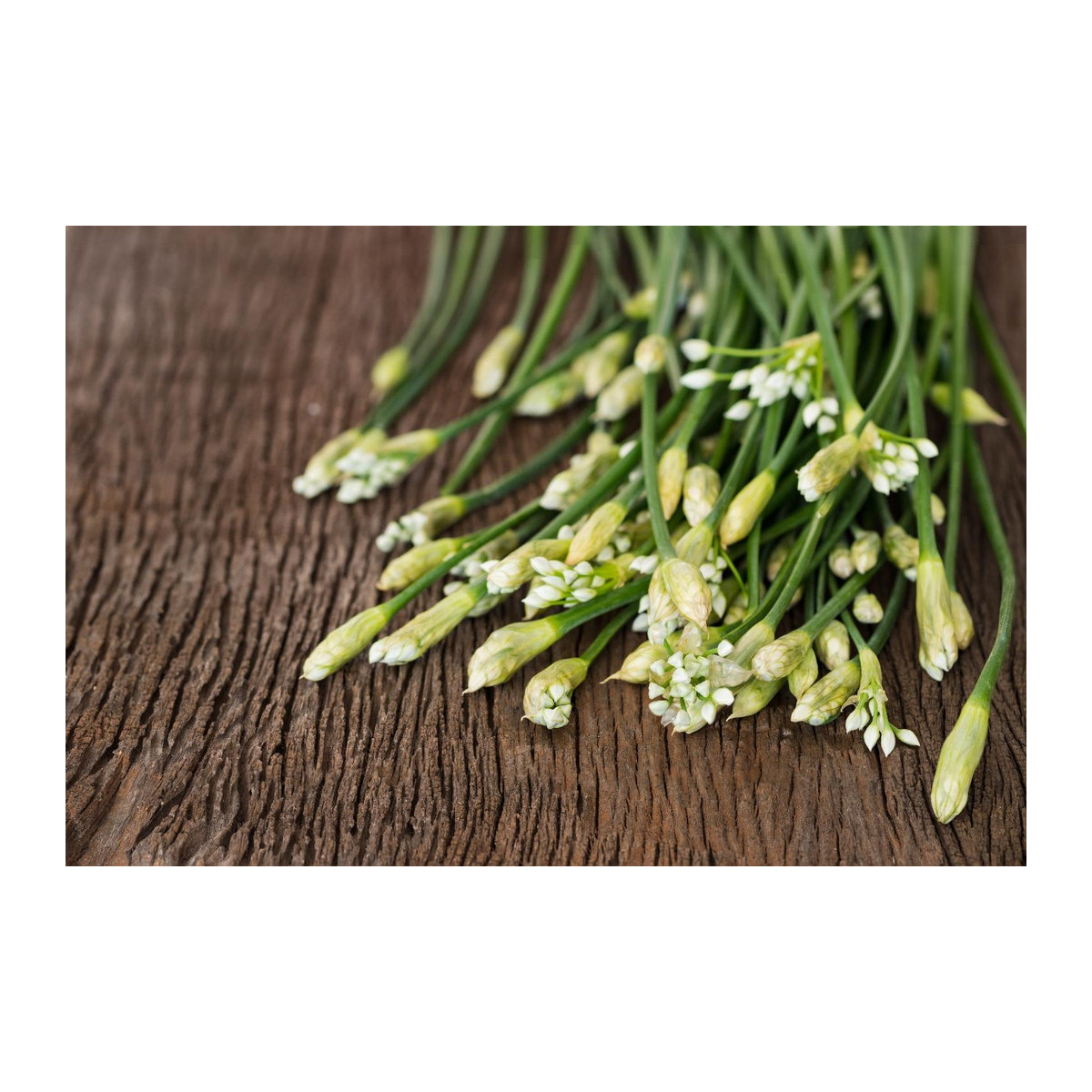 SAFLAX Garten im Beutel Bio Knoblauch-Schnittlauch Allium tuberosum 100 Samen mit Substrat - Bild 2