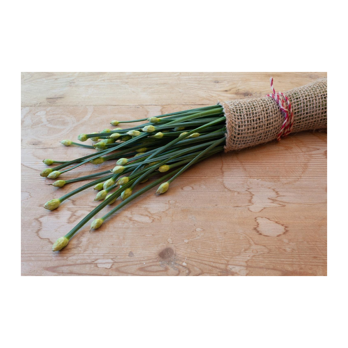 SAFLAX Garten im Beutel Bio Knoblauch-Schnittlauch Allium tuberosum 100 Samen mit Substrat - Bild 5