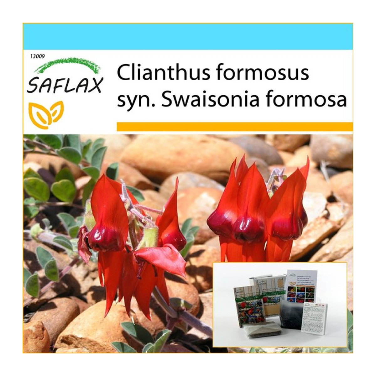SAFLAX Geschenkset Clianthus formosus Sturt's Desert Pea mit 20 Samen, Blumenerde, Karte und Etikett - Bild 1