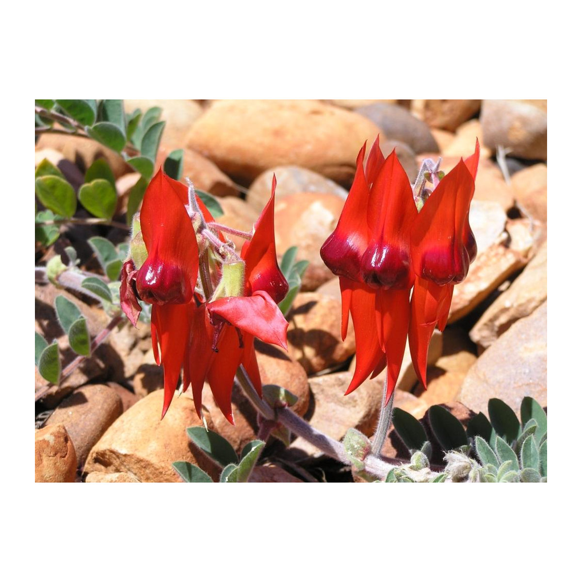 SAFLAX Geschenkset Clianthus formosus Sturt's Desert Pea mit 20 Samen, Blumenerde, Karte und Etikett - Bild 3