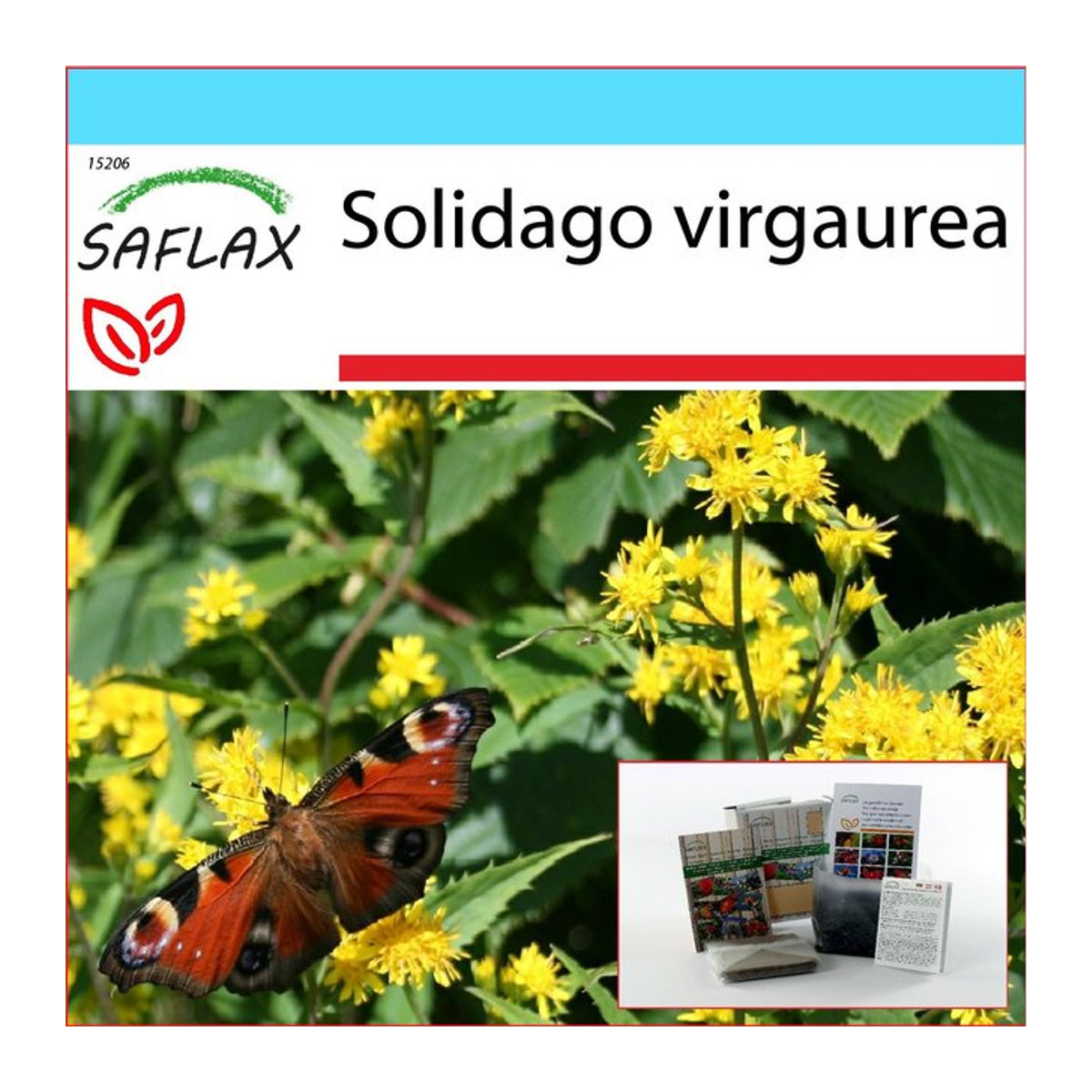 SAFLAX Geschenkset Goldrute Solidago virgaurea mit 100 Samen, Geschenkbox, Karte, Etikett und Topfsubstrat - Bild 1