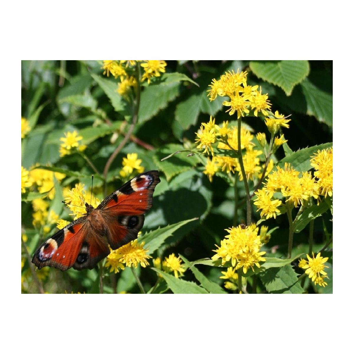 SAFLAX Geschenkset Goldrute Solidago virgaurea mit 100 Samen, Geschenkbox, Karte, Etikett und Topfsubstrat - Bild 3