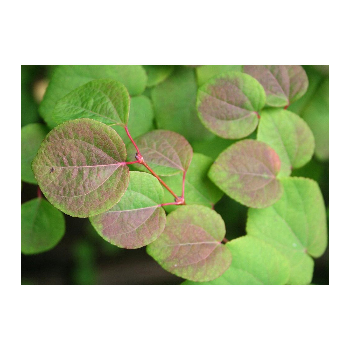 SAFLAX Geschenkset Katsurabaum mit 200 Samen Cercidiphyllum japonicum inklusive Geschenkbox, Karte, Etikett und Topfsubstrat - Bild 2