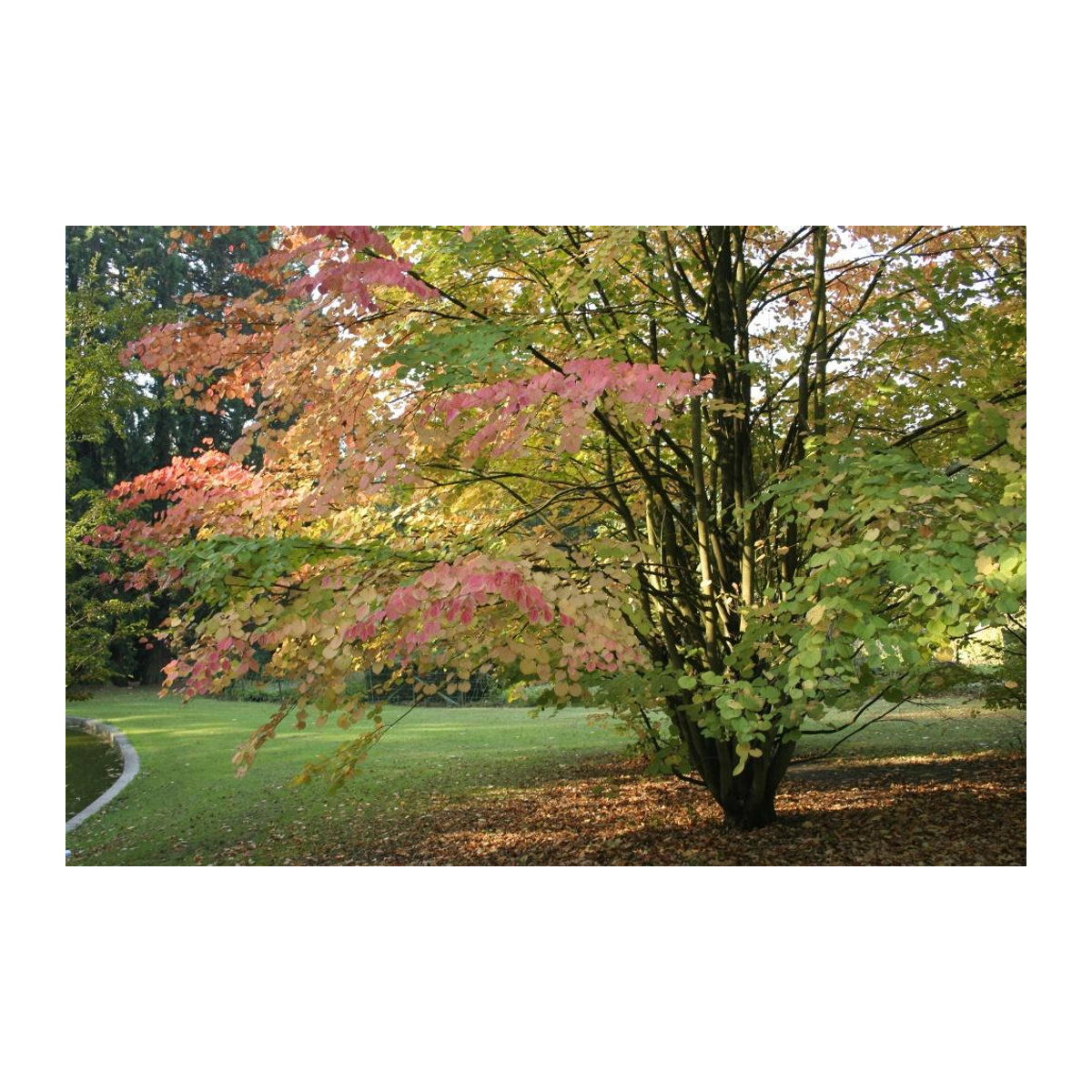 SAFLAX Geschenkset Katsurabaum mit 200 Samen Cercidiphyllum japonicum inklusive Geschenkbox, Karte, Etikett und Topfsubstrat - Bild 3