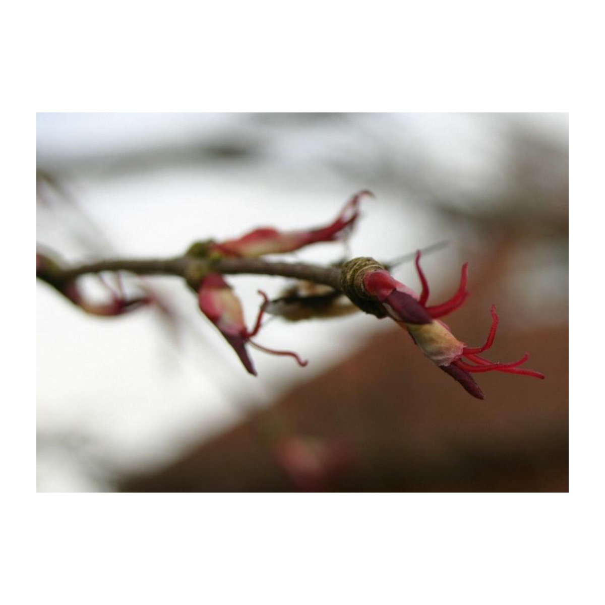 SAFLAX Geschenkset Katsurabaum mit 200 Samen Cercidiphyllum japonicum inklusive Geschenkbox, Karte, Etikett und Topfsubstrat - Bild 5