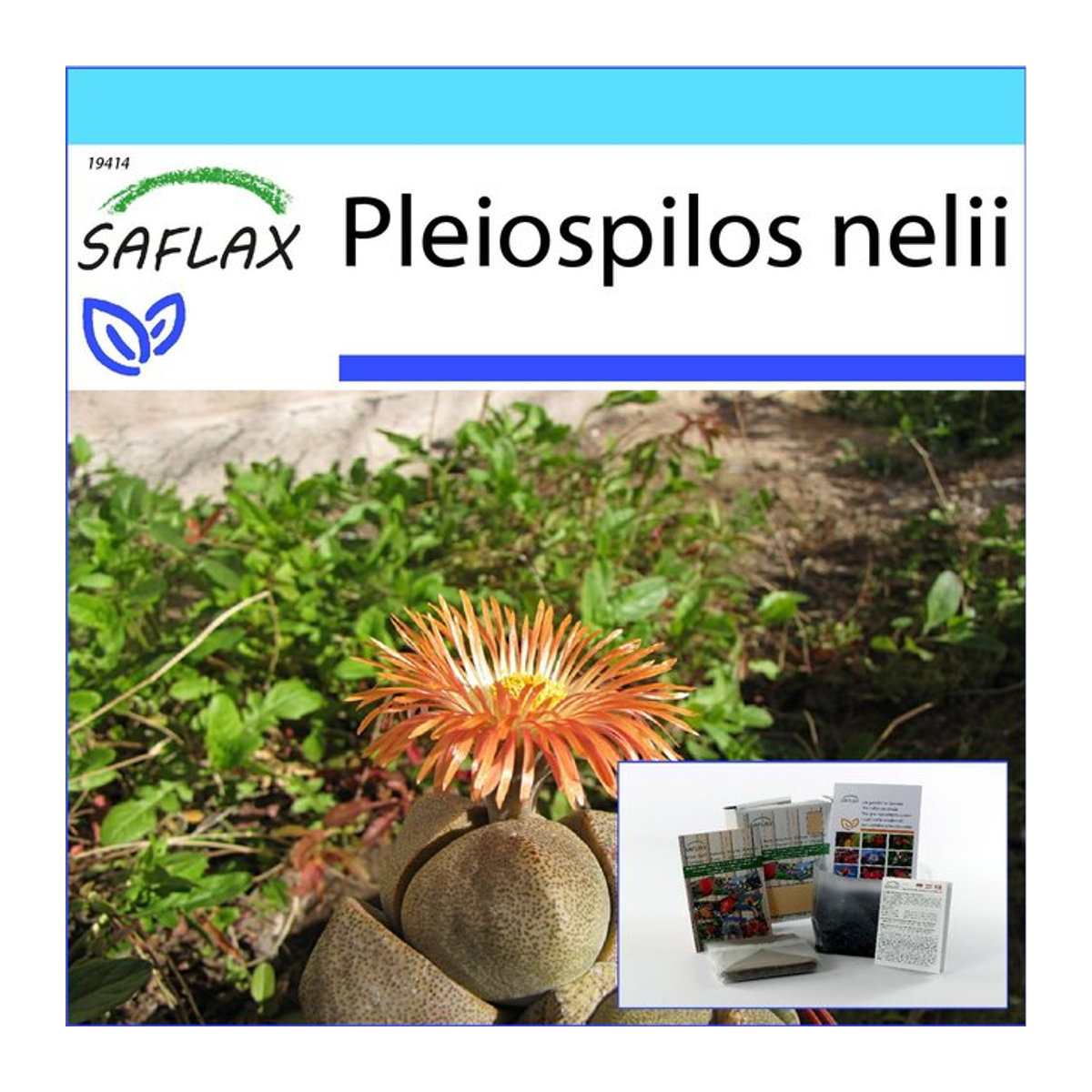 SAFLAX Geschenkset Living Granite mit 40 Samen der Sorte Pleiospilos nelii inklusive Geschenkbox, Karte, Etikett und Topfsubstrat - Bild 1