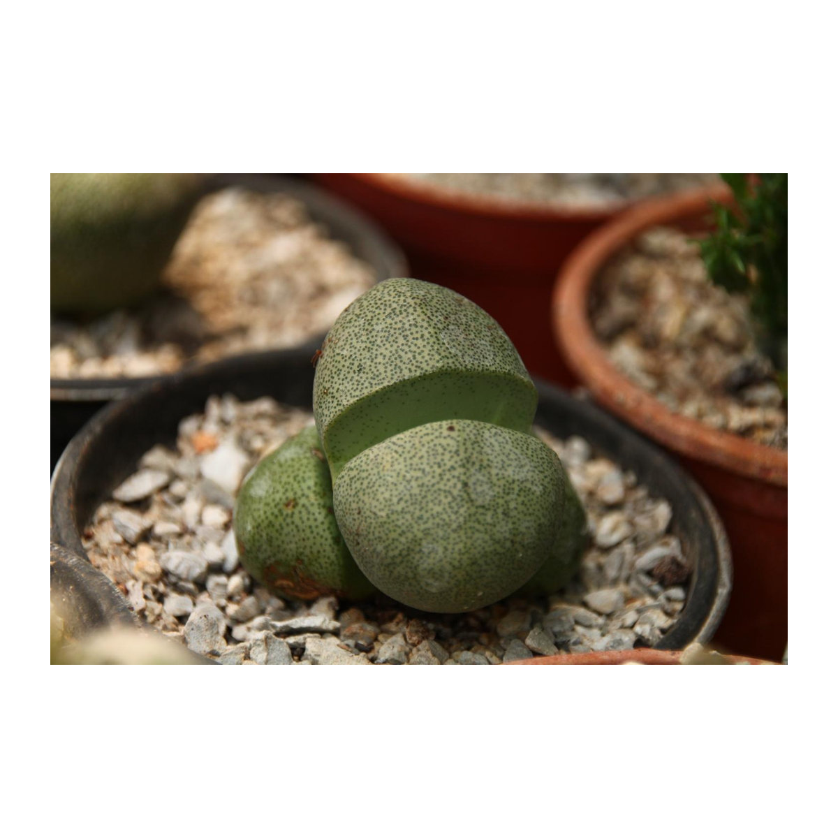 SAFLAX Geschenkset Living Granite mit 40 Samen der Sorte Pleiospilos nelii inklusive Geschenkbox, Karte, Etikett und Topfsubstrat - Bild 4