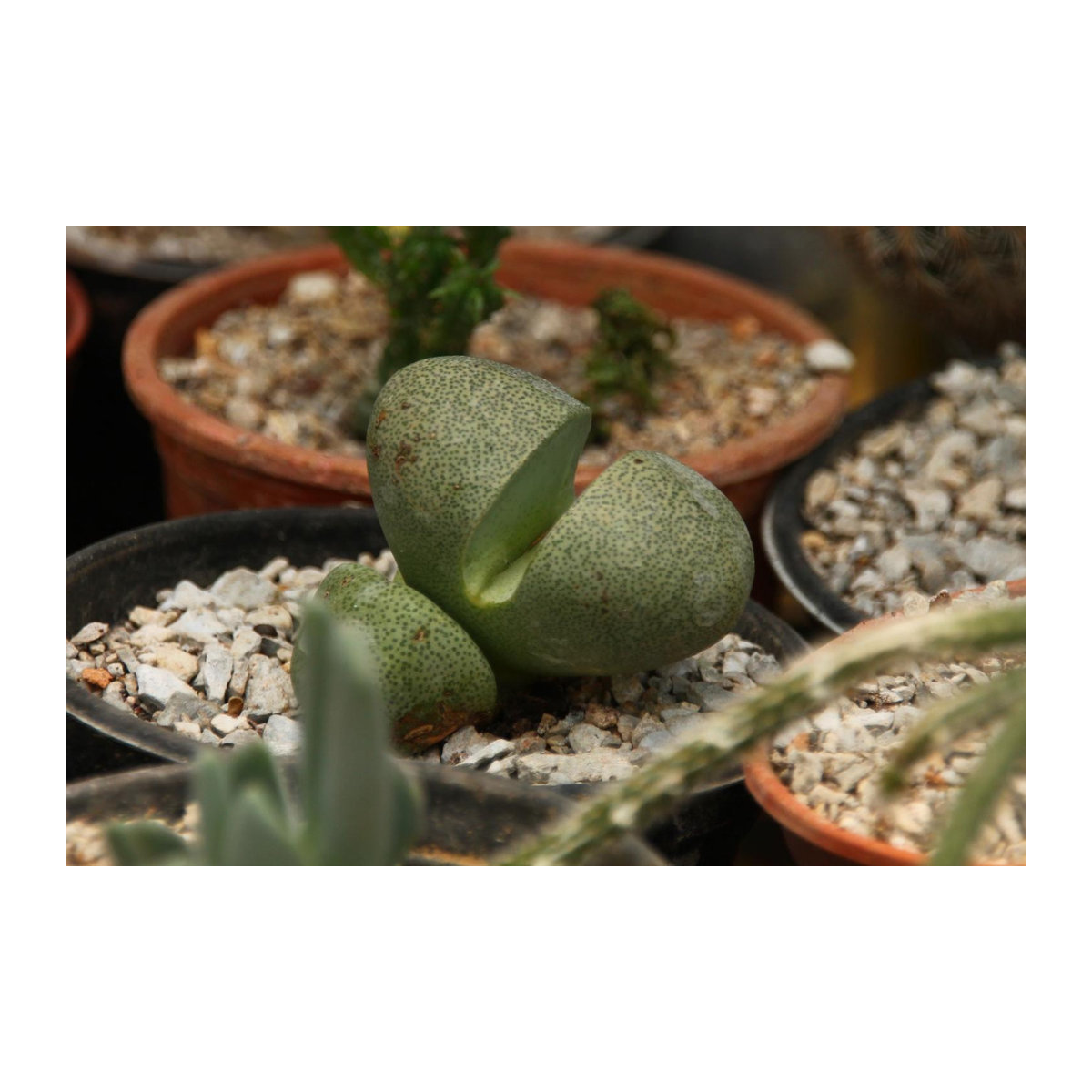 SAFLAX Geschenkset Living Granite mit 40 Samen der Sorte Pleiospilos nelii inklusive Geschenkbox, Karte, Etikett und Topfsubstrat - Bild 6