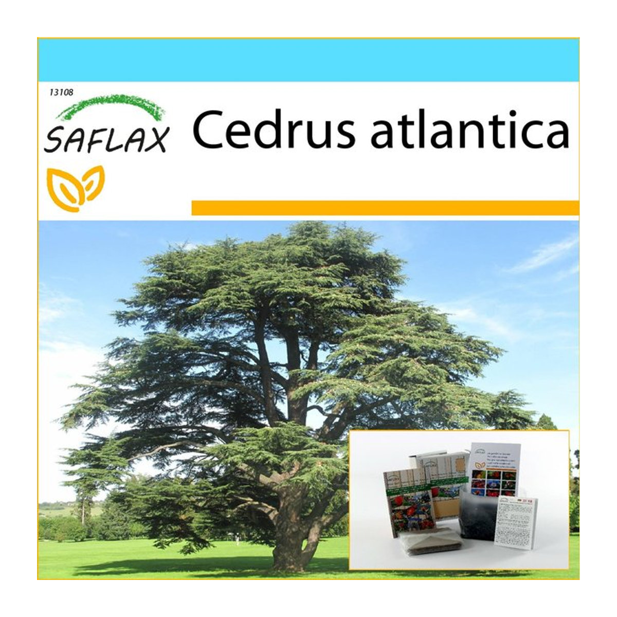 SAFLAX Geschenkset Nordafrikanische Atlaszeder Cedrus atlantica mit 20 Samen, Blumenerde und Geschenkbox - Bild 1