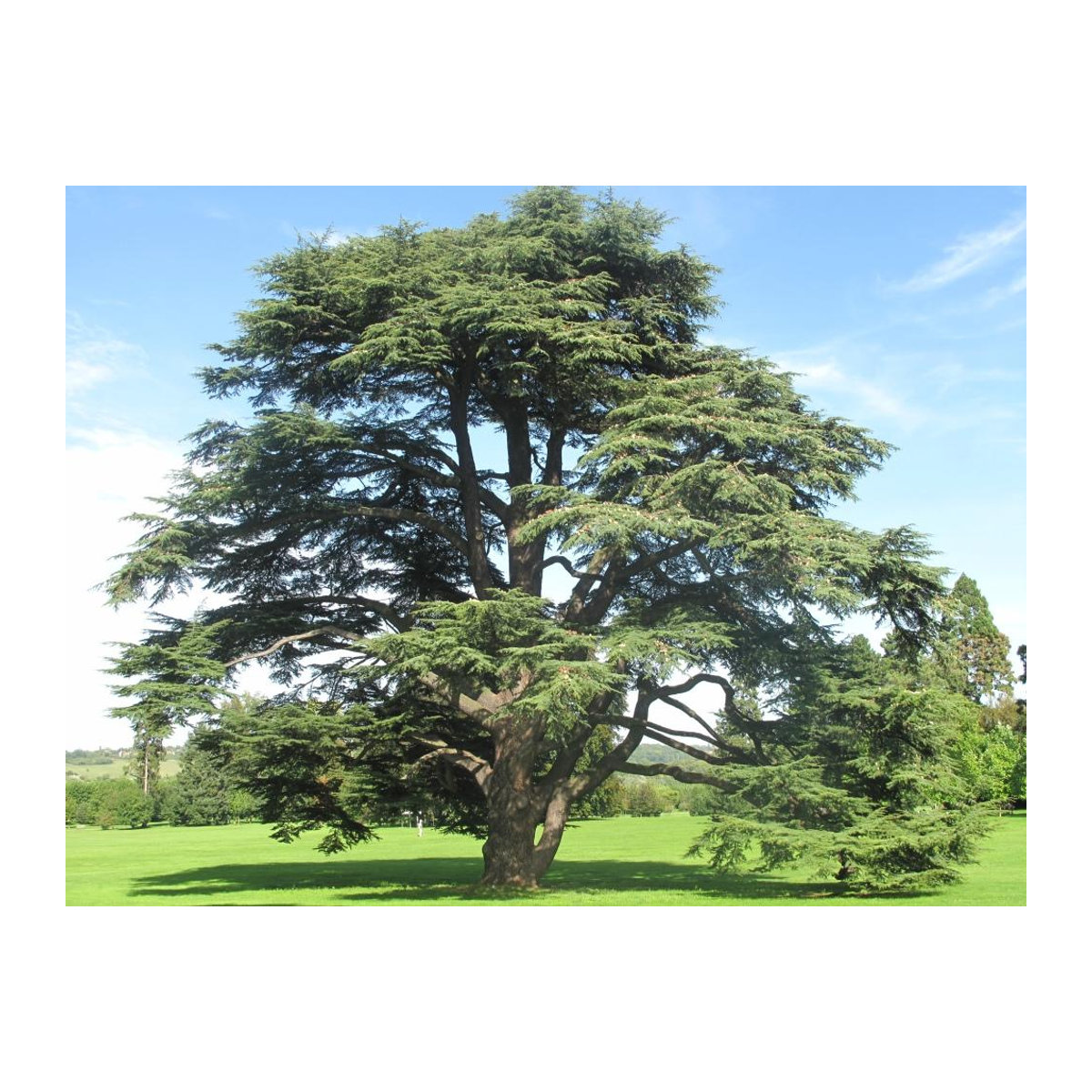 SAFLAX Geschenkset Nordafrikanische Atlaszeder Cedrus atlantica mit 20 Samen, Blumenerde und Geschenkbox - Bild 3