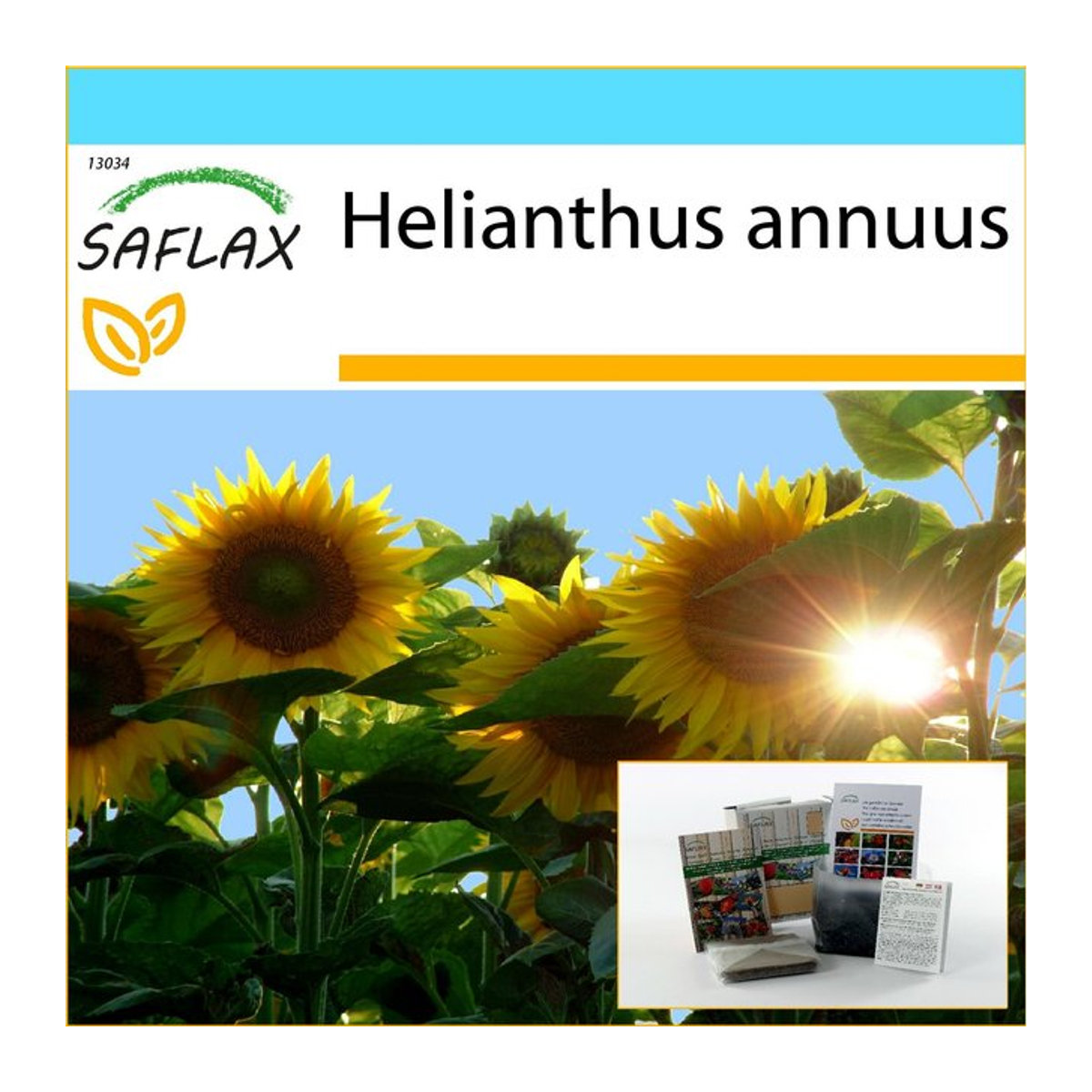 SAFLAX Geschenkset Sunflower Titan Helianthus annuus mit 20 Samen, Blumenerde, Karte und Etikett in Geschenkbox - Bild 1