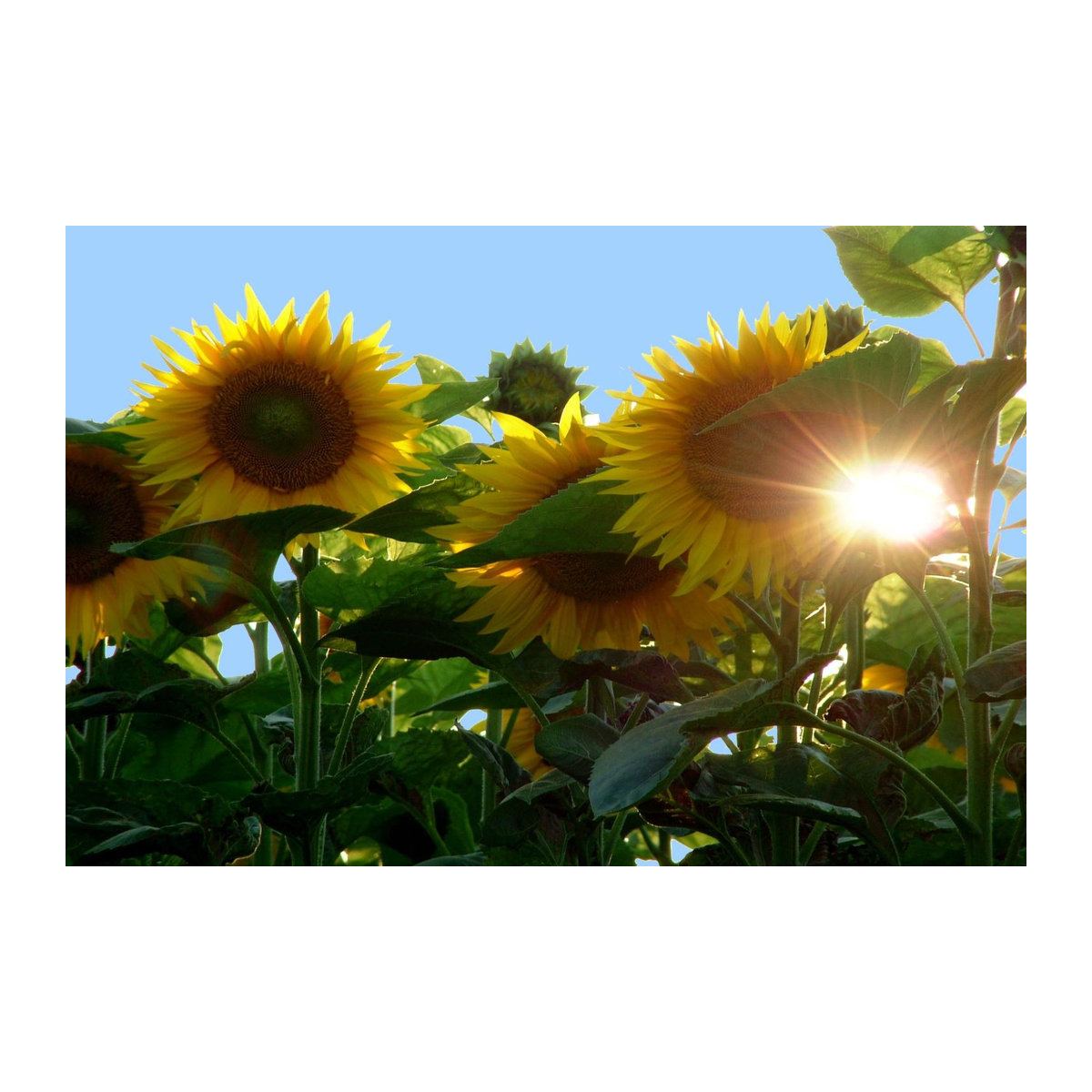 SAFLAX Geschenkset Sunflower Titan Helianthus annuus mit 20 Samen, Blumenerde, Karte und Etikett in Geschenkbox - Bild 4
