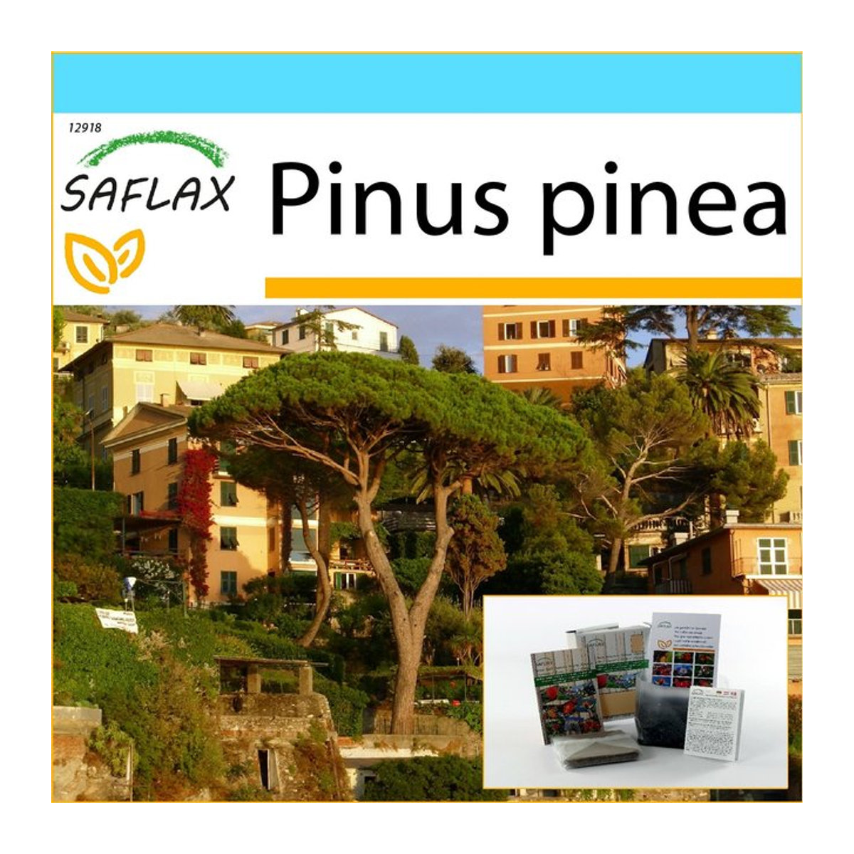 SAFLAX Geschenkset Zirbelkiefer Pinus pinea mit 6 Samen, Blumenerde, Karte und Etikett in einer Geschenkbox - Bild 1