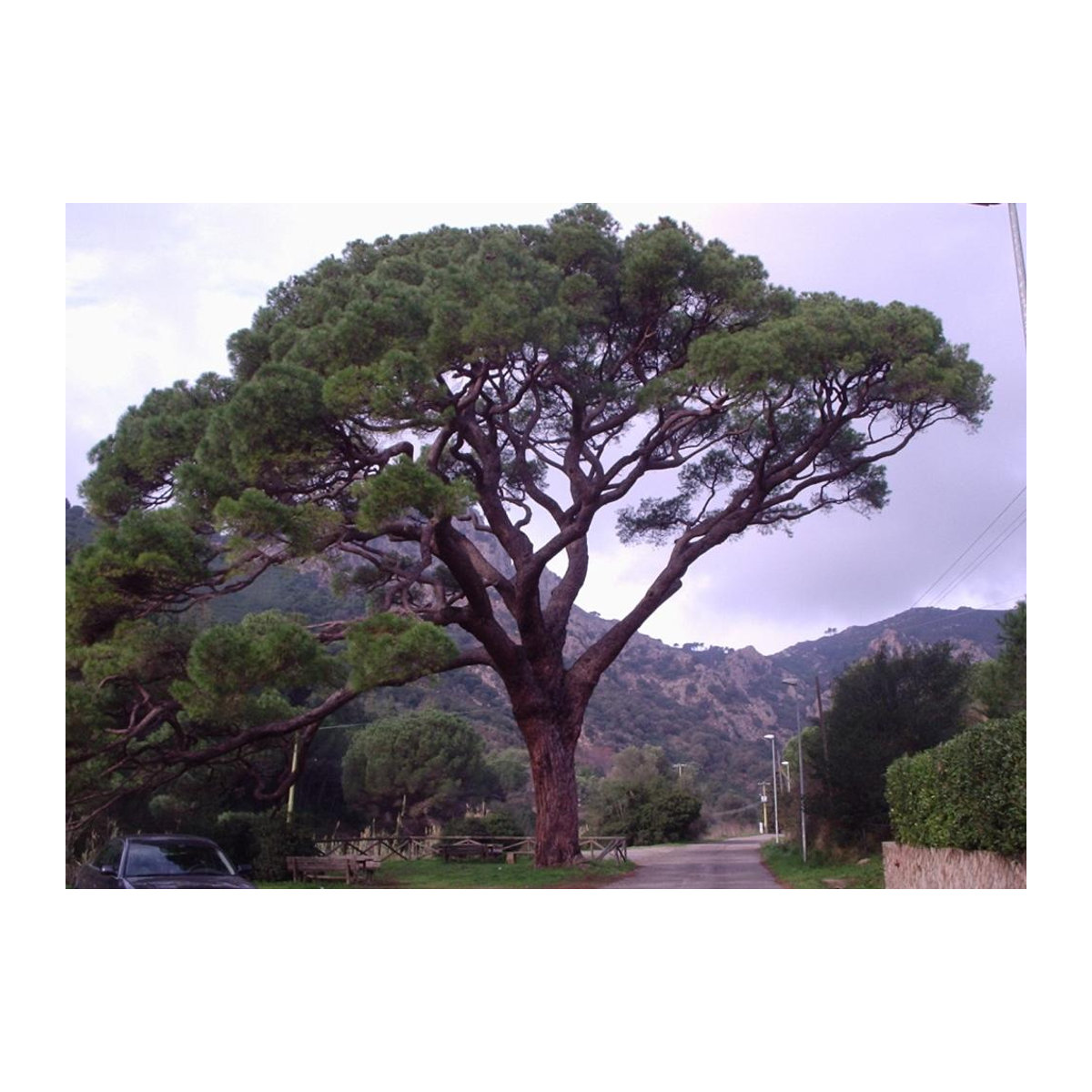 SAFLAX Geschenkset Zirbelkiefer Pinus pinea mit 6 Samen, Blumenerde, Karte und Etikett in einer Geschenkbox - Bild 2