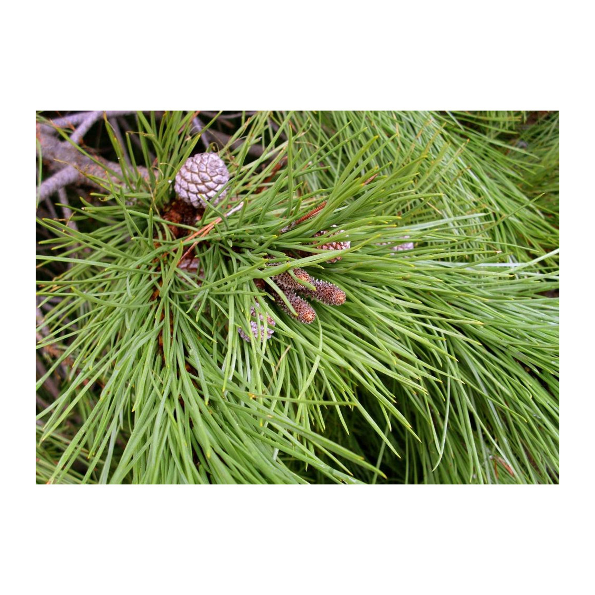 SAFLAX Geschenkset Zirbelkiefer Pinus pinea mit 6 Samen, Blumenerde, Karte und Etikett in einer Geschenkbox - Bild 3