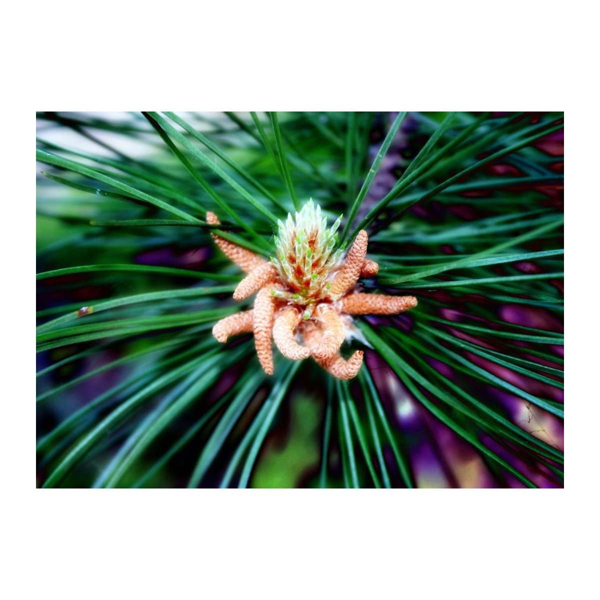 SAFLAX Geschenkset Zirbelkiefer Pinus pinea mit 6 Samen, Blumenerde, Karte und Etikett in einer Geschenkbox - Bild 5