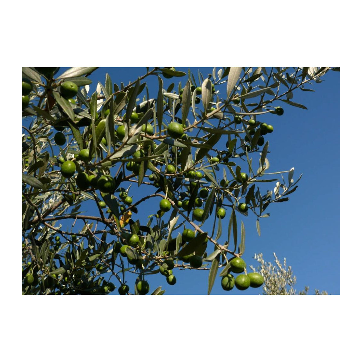 SAFLAX Gewöhnliche Olive Olea europaea 20 Samen mit Topfsubstrat zur Kultivierung - Bild 2