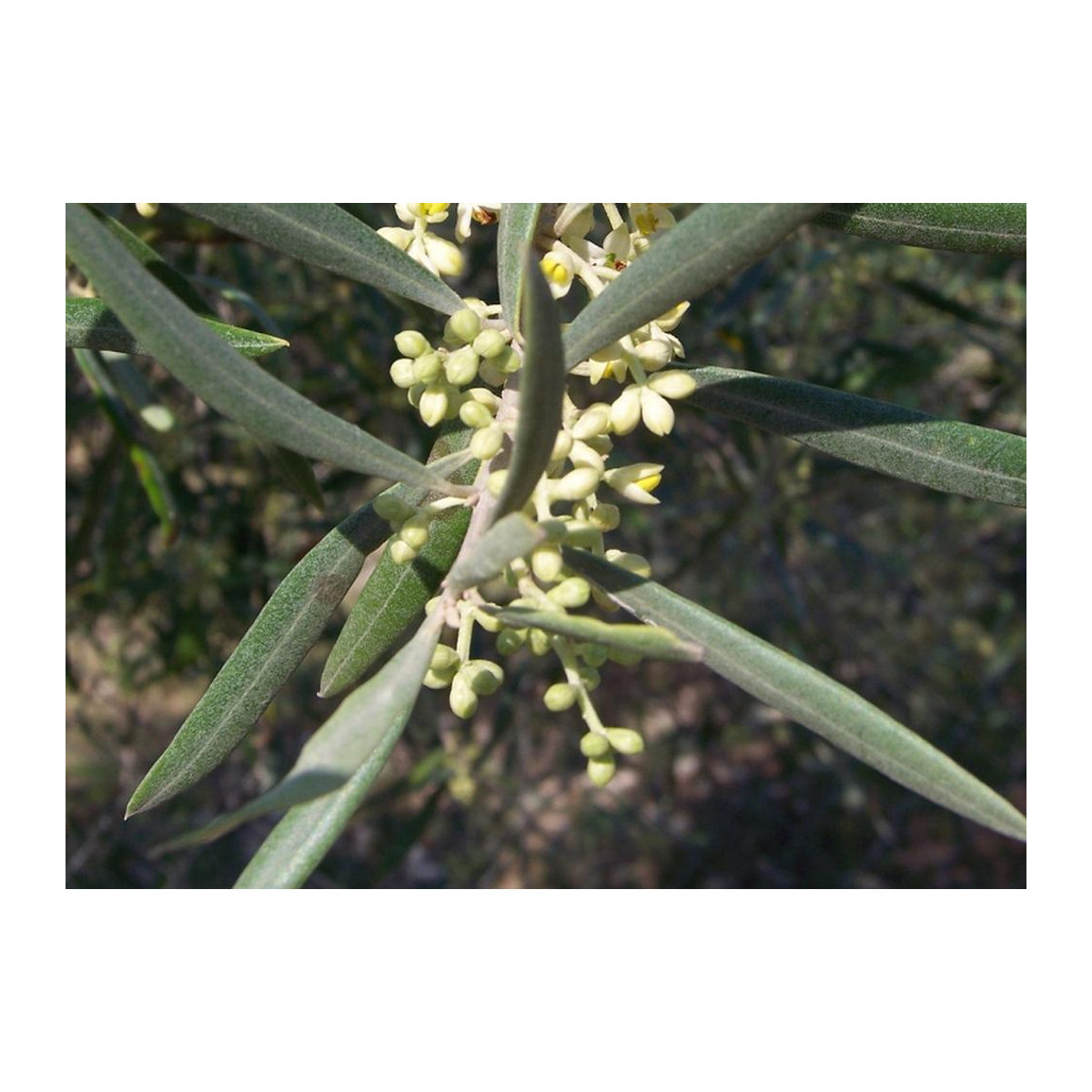 SAFLAX Gewöhnliche Olive Olea europaea 20 Samen mit Topfsubstrat zur Kultivierung - Bild 3