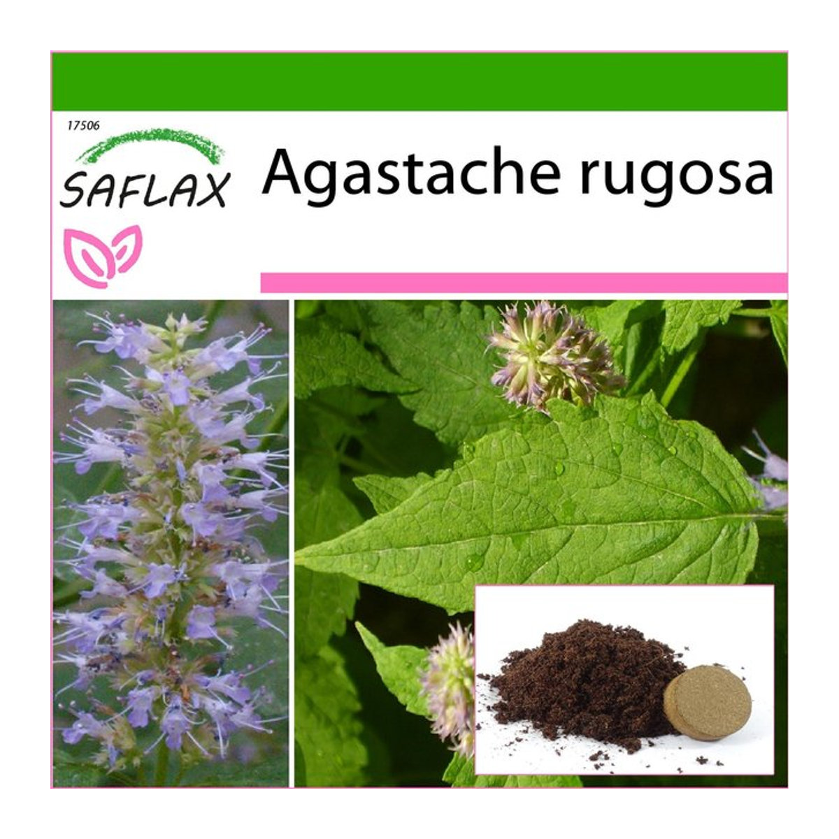 SAFLAX Koreanische Minze Agastache rugosa mit 1200 Samen und Topfsubstrat zur Kultivierung - Bild 1