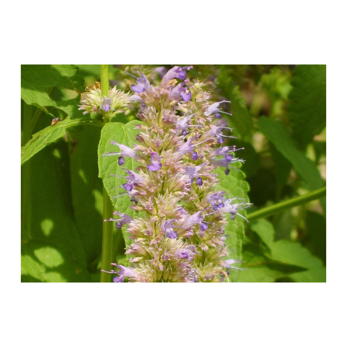 SAFLAX Koreanische Minze Agastache rugosa mit 1200 Samen und Topfsubstrat zur Kultivierung - Bild 2