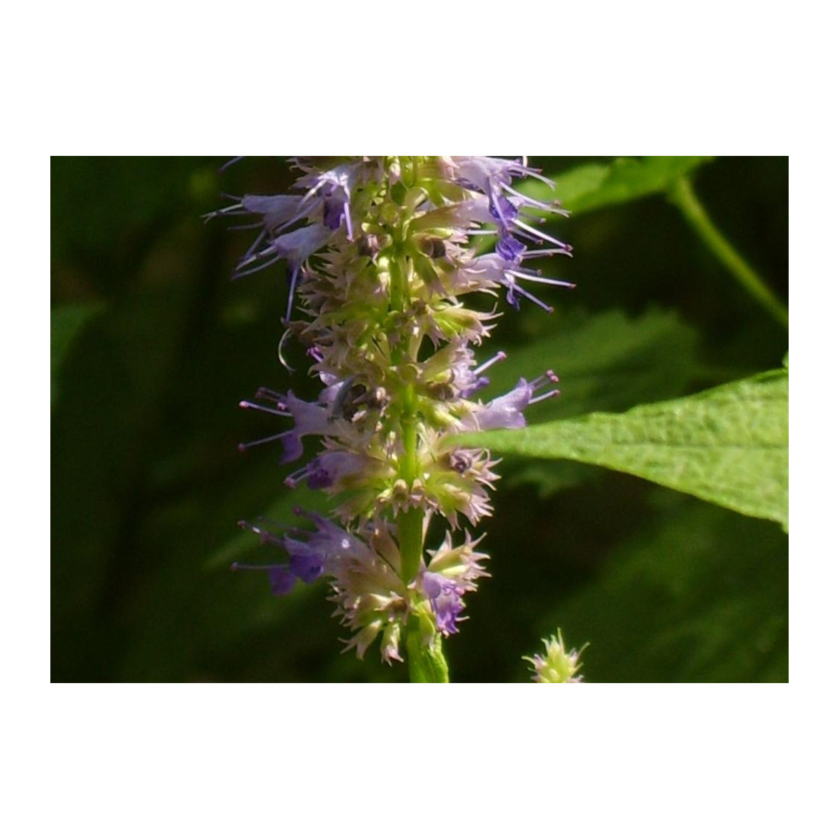 SAFLAX Koreanische Minze Agastache rugosa mit 1200 Samen und Topfsubstrat zur Kultivierung - Bild 4