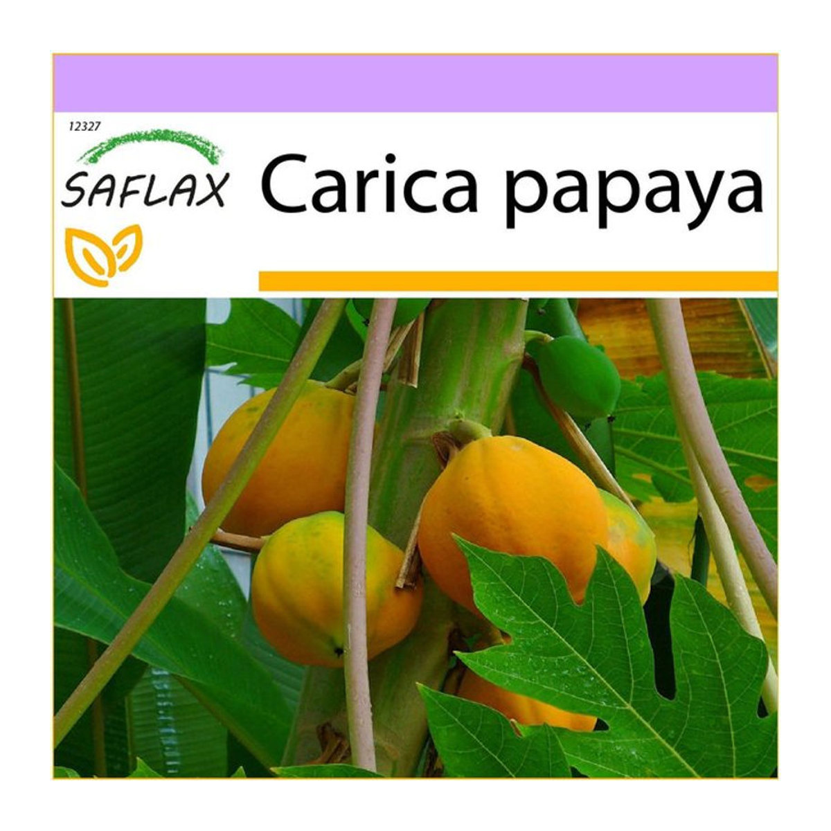 SAFLAX Melonenbaum Carica Papaya 30 Samen - Bild 1