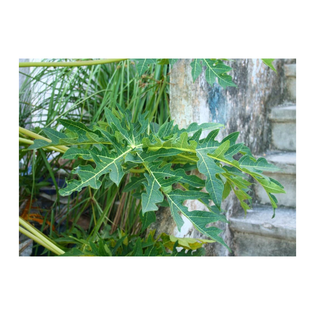 SAFLAX Melonenbaum Carica Papaya 30 Samen - Bild 5