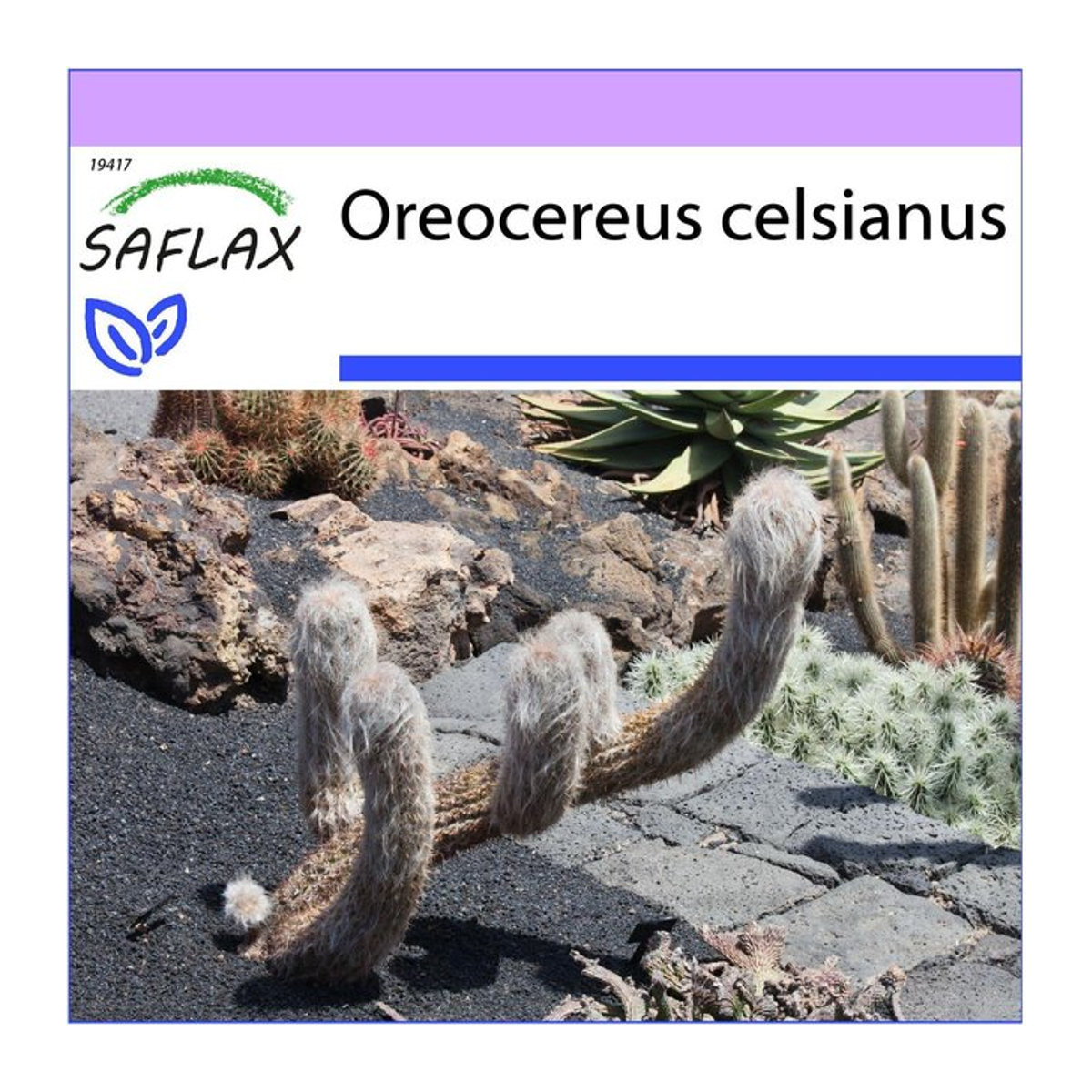 SAFLAX Oreocereus celsianus Alter Mann der Anden Samen 40 Stück - Bild 1