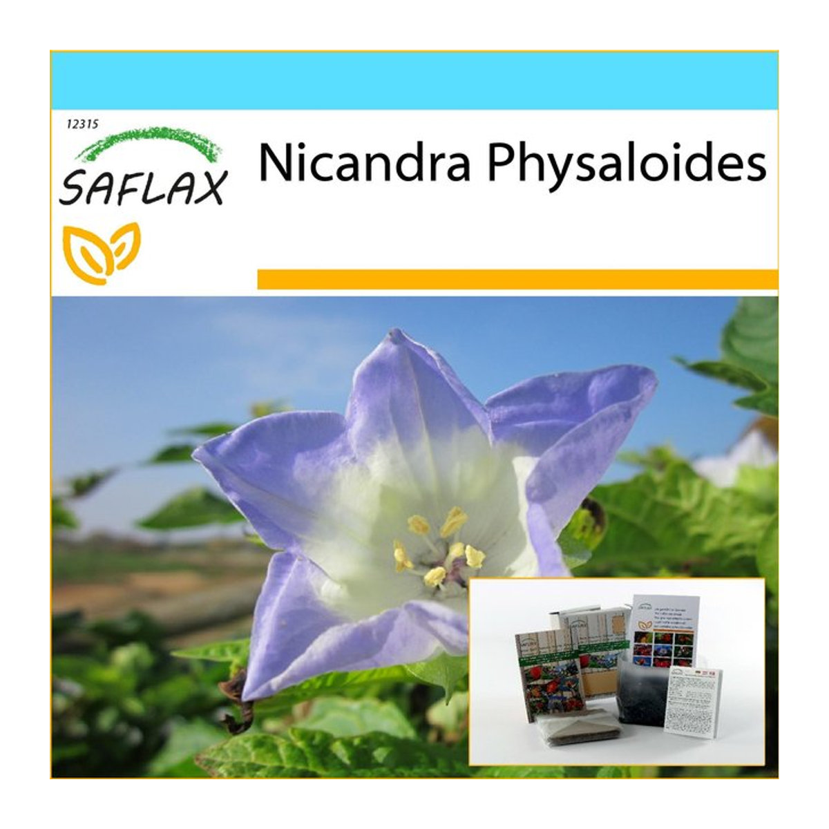 SAFLAX Peruapfel Geschenkset mit 100 Samen Nicandra physaloides inklusive Geschenkbox, Karte, Etikett und Blumenerde - Bild 1