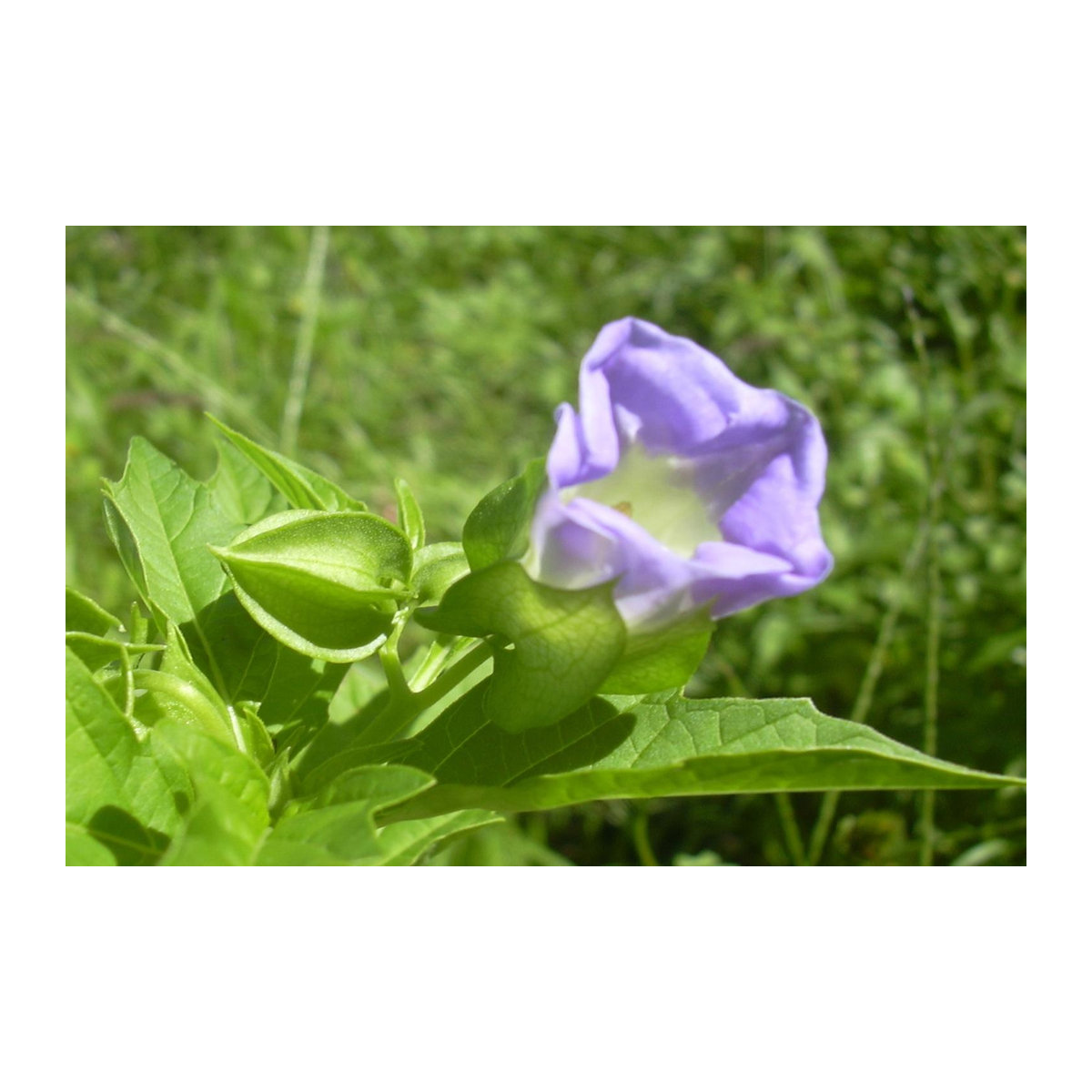 SAFLAX Peruapfel Geschenkset mit 100 Samen Nicandra physaloides inklusive Geschenkbox, Karte, Etikett und Blumenerde - Bild 3
