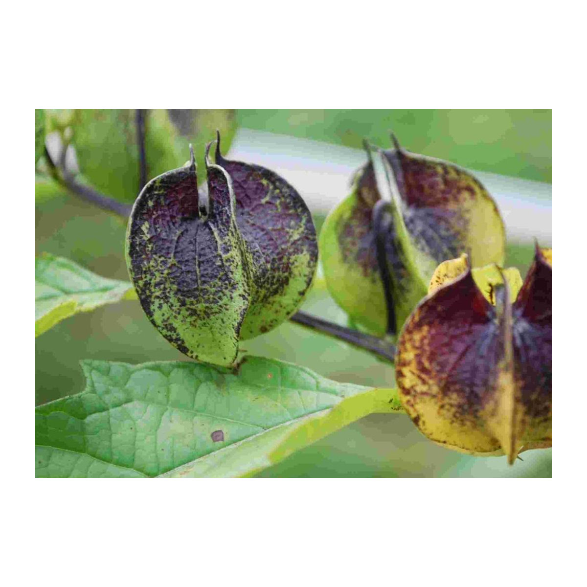 SAFLAX Peruapfel Geschenkset mit 100 Samen Nicandra physaloides inklusive Geschenkbox, Karte, Etikett und Blumenerde - Bild 4