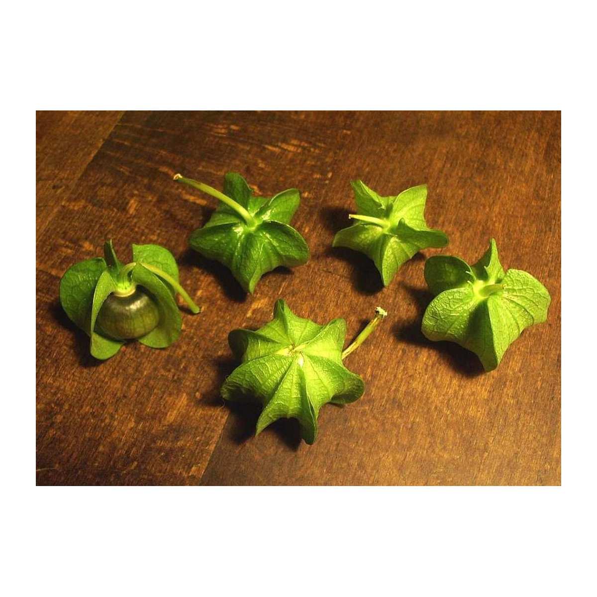 SAFLAX Peruapfel Geschenkset mit 100 Samen Nicandra physaloides inklusive Geschenkbox, Karte, Etikett und Blumenerde - Bild 5