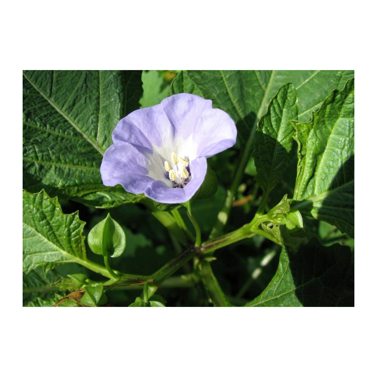 SAFLAX Peruapfel Geschenkset mit 100 Samen Nicandra physaloides inklusive Geschenkbox, Karte, Etikett und Blumenerde - Bild 6