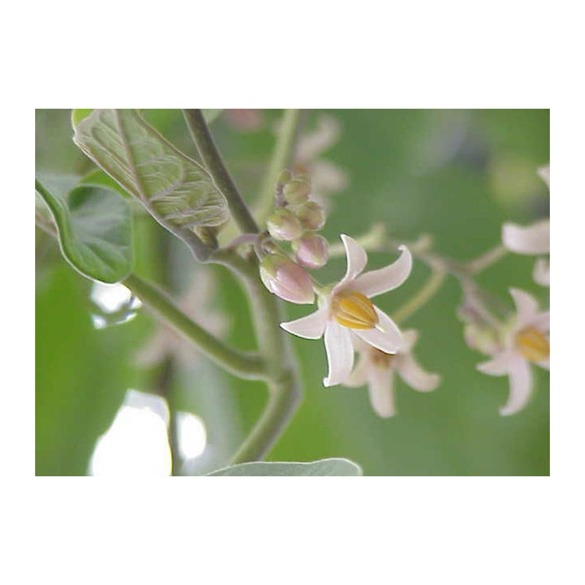 SAFLAX Tamarillo Cyphomandra betacea 50 Samen - Bild 2