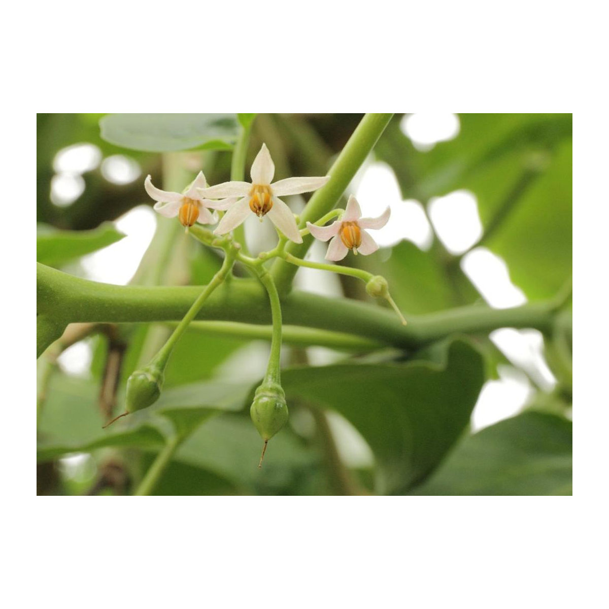 SAFLAX Tamarillo Cyphomandra betacea 50 Samen - Bild 4